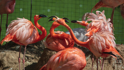 Pink flamingos are walking in the park
