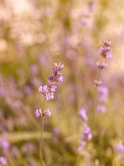 bright, beautiful, fragrant bush of purple lavender on a sunny, warm summer day