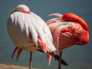 Two pink flamingos sleep on the nature