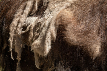 Old wool on a buffalo as a background