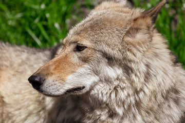 Portrait of a wolf in the park