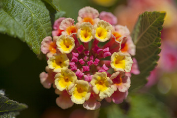 red and yellow Lantana flowers