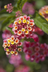 red and yellow Lantana flowers