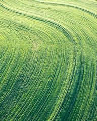 Naklejka premium Curving wheat