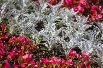 Flowerbed with beautiful flowers in the park
