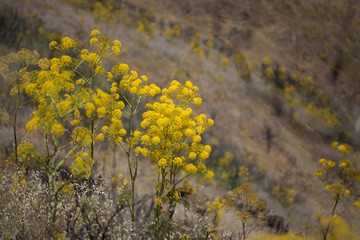 Flora of Gran Canaria - Ferula linkii