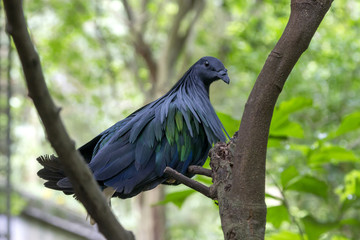 A wild tropical parrot-like bird sits on a branch in a Thailand park on a cloudy day amid bright lush greenery.