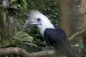 A wild tropical parrot-like bird sits on a branch in a Thailand park on a cloudy day amid bright lush greenery.