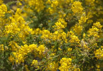 Flora of Gran Canaria - Adenocarpus foliolosus