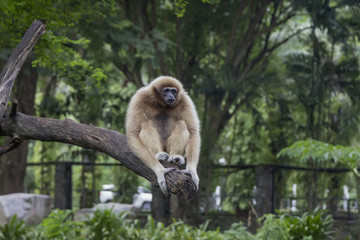 A wild monkey sits on a branch in a Thailand park on a cloudy day amid bright lush greenery.