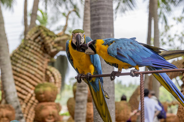 Two wild macaw parrots are sitting on a branch in a Thailand park on a cloudy day amid bright lush greenery.