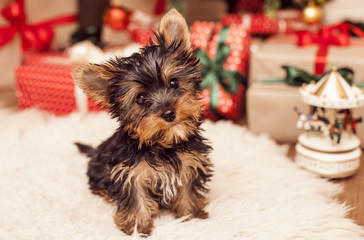 Yorkshire Terrier sits under a tree among New Year's gifts