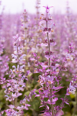 Obraz premium A tall, perennial ornamental plant - Salvia nemorosa Karadonna. A natural healer is a medicinal sage, a favorite herb of folk medicine. Macro lilac flowers of muscatine sage