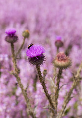 insect - the bee sits on the thorny flower of the thistle, against the background of the blooming purple field of medicinal sage. Macro flowers of burdock are large, the herb is used in medicine 
