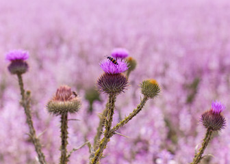 Fototapeta premium the beetle sits on the prickly flower of a lilac burdock, a large burdock against the background of the flowering fragrant field of medicinal, fragrant sage.