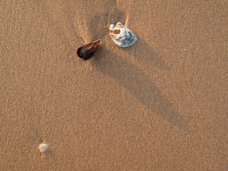 Shells and sand
