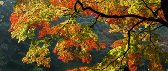 Foliage in Japan