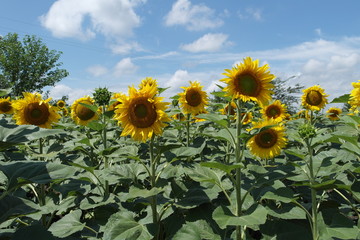 sunflowers