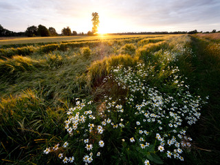 Lato -  zachodzące słońce oswietla polne kwiaty na śródpolnych drogach © JDziedzic