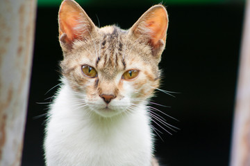 young cat portrait on a black background