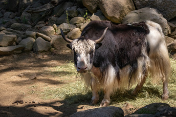 Fototapeta premium Wild Cow