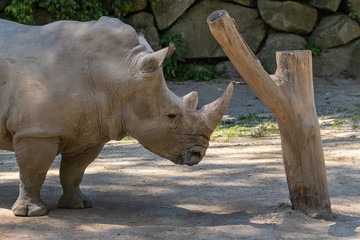 Obraz premium Rhino