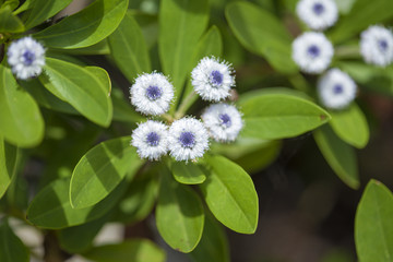 Flora of Gran Canaria - Globularia sarcophylla