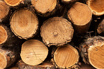 folded wooden logs, close-up of a tree texture, round sawed by a tree