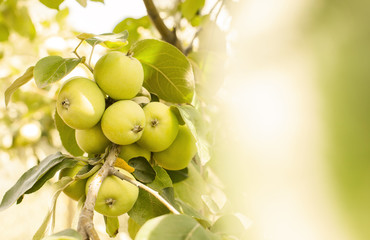 close-up of delicious, ripe apples on a branch in summer in the garden