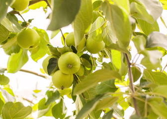 ripe and juicy apples - a white pouring on a green branch in the summer in the garden. gardens with fruit trees