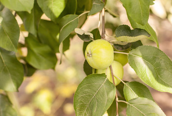 ripe fruit, useful for human health. garden with fruit trees in the garden, variety of apples - white pouring on a branch among foliage