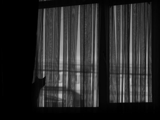 Black and white image of two cats on window behind curtain