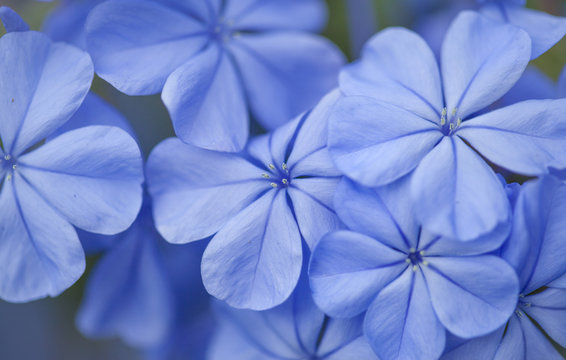 flowering blue plumbago