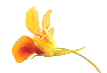 Bright orange flower of Tropaeolum majus or garden nasturtium isolated on white background