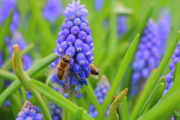 bees on hyacinth