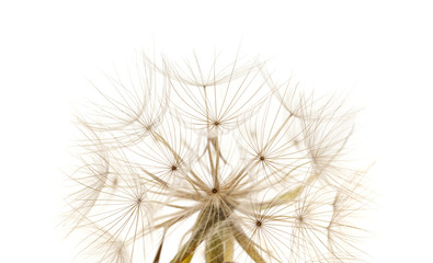 delicate seedhead of salsify