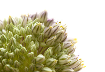  Allium ampeloprasum isolated on white