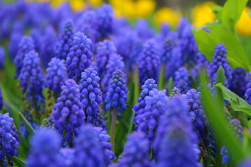 hyacinths in the garden