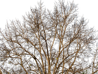 small leaves on branch of the tree on white background