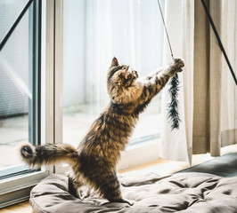 Fluffy kitten playing  with cat toy at  window in a cozy bright room