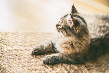 Siberian kitten on the floor