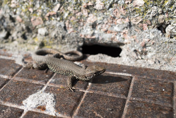Lizard in the city 