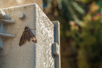 moth