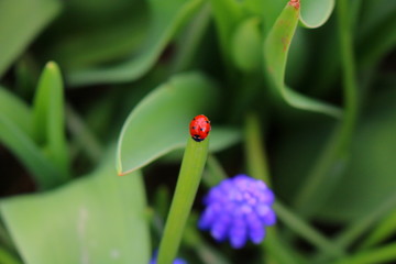 ladybug on flower