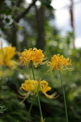 鍾馗水仙（Yellow spider lily）