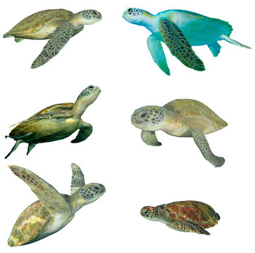 Sea Turtles isolated  