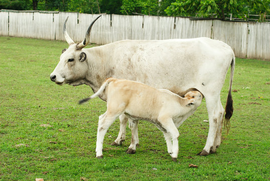 Hungarian cow and calf. A small calf drinks cow's milk.