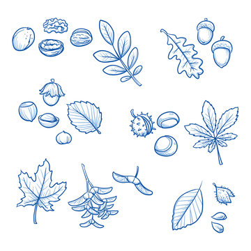 Set of different tree leaves and nuts, acorn, chestnut, hazelnut, beechnut, walnut. Hand drawn vector illustration.