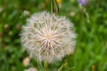 Pusteblume 