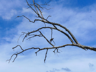 bird standing on branch of dead tree on blue sky with cloud background